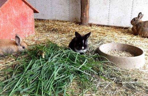 Wittmund Apartment | Vacation apartment 2 - Adlershof