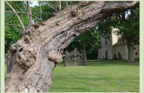 Borrentin Apartment | Vacation apartment 2 - Green idyll