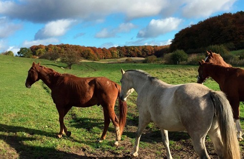 Lohme Apartment | Vacation apartment/apartment for 3 guests with 30m² in Hagen (23952)