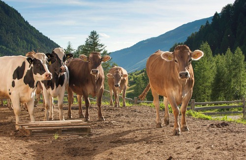 Malles Venosta Apartment | Vacations on an organic farm in South Tyrol (Vinschgau Valley) - cozy vacation apartments