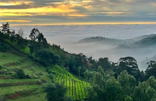 Ooty Bed & Breakfast | Vanam Holidays