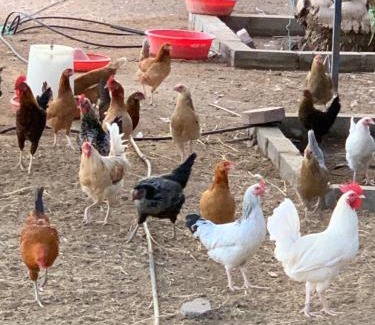 Ras Al Khaimah Other | Vanstay glamping in a 25 acre farm