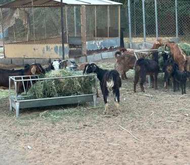Ras Al Khaimah Other | Vanstay glamping in a 25 acre farm
