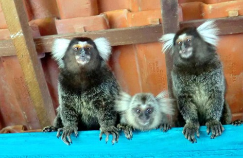 Conde House | Vila Da Lua