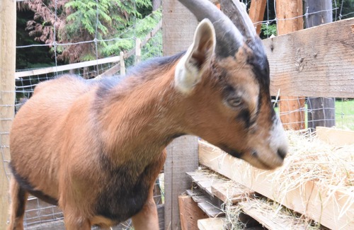 Roberts Creek House | VISIT THE FARM LIFE REST AND RELAX