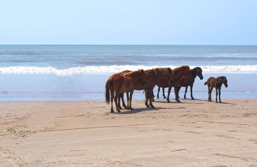 Colington Apartment | Walk To Coffee, Wine & Bay, OBX Beaches, The Tiny BoHo by The East Coast Host