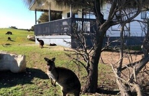 Duncan Cottage | Waves and Wildlife