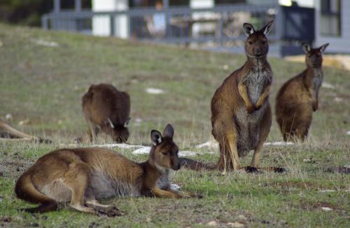 Cassini Cabin | Waves & Wildlife Cottages Kangaroo Island