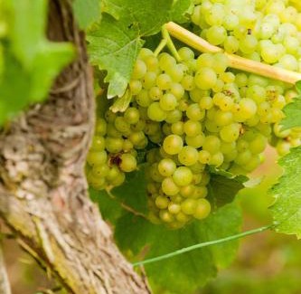 Briedel House | Wein- und Sektgut Markus Hensler