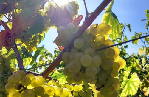 Mainz-Bingen Apartment | Weingut Michael Grünewald Söhne