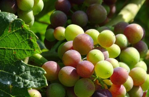 Mainz-Bingen Apartment | Weingut Michael Grünewald Söhne