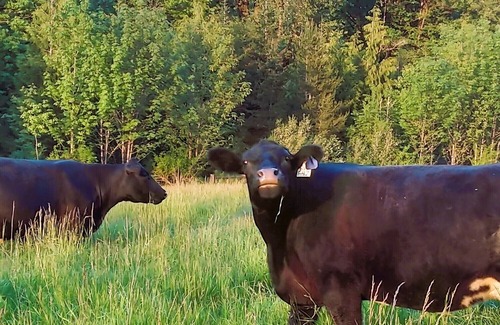 Concrete Cabin | Welcome to your year-round mountain getaway and historic ranch in the foothills of the North Cascades!