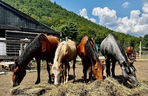Town of Fulton Cabin | Wild horse sanctuary guest cabin. 1-bedroom in West Fulton