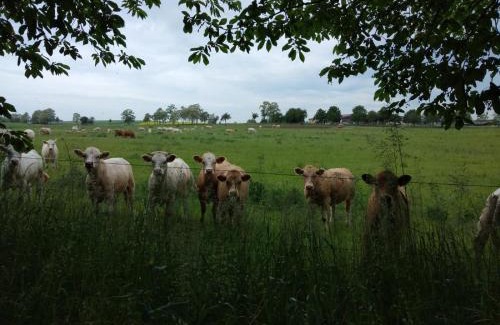 Carmzow-Wallmow House | Wilde Möhre Bauwagen Sommerküche Draussen Abenteuer