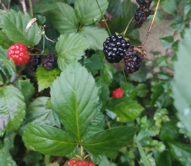 Valinhos House | Willa Hala