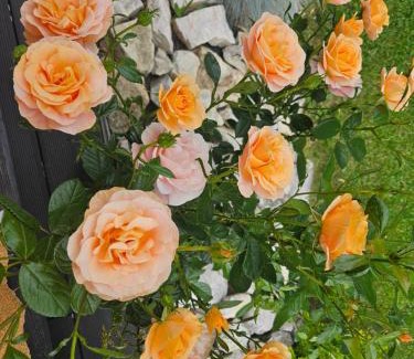 Ciezkowice House | Willa Spokojne Wzgórze