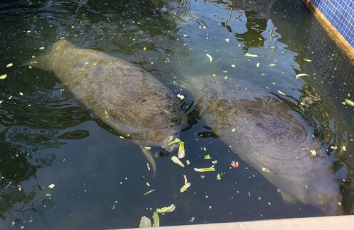 Homosassa Cottage | Yellow cottage 5135 S. Palo Verde Pt Homosassa FL 34448