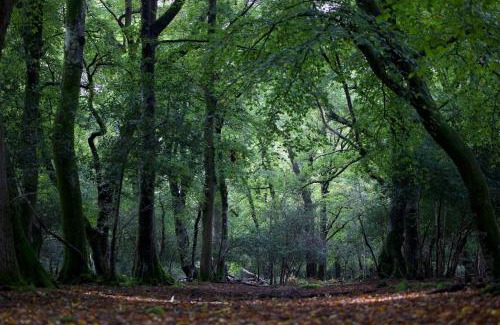 New Forest District House | Yew Tree Cottage