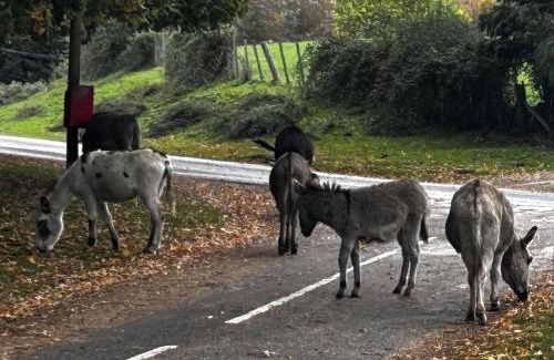 New Forest District House | Yew Tree Cottage