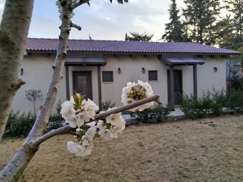 דצ'א - Дача - Dacha