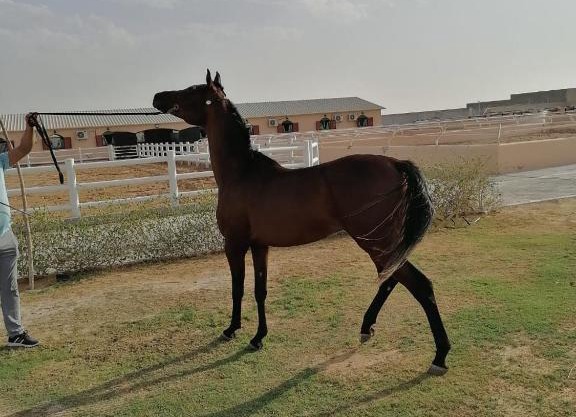 شاليهات العاصمة