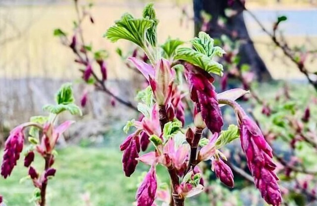 AlaskInn Oceanside Rooms Sleep 8 People