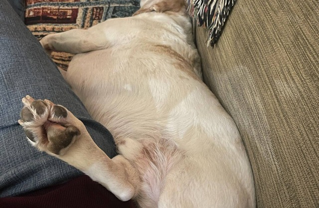 Apartment-2 bed 1 bath