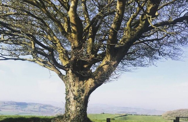 Artisan Hut with ensuite and hot tub