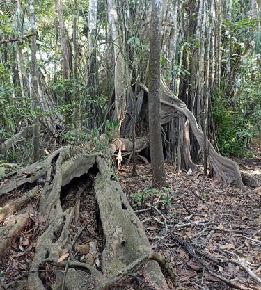 Atacuari Salvaje Tours Amazonas