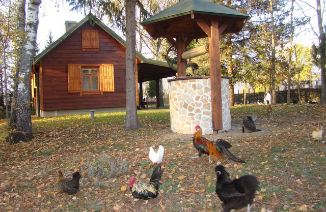Autonomous Farmhouse in the Bialowieża Forest