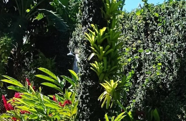 Beach house with pool and very green
