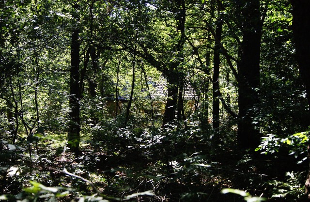 Beautiful Boshuis just outside Diever in the middle of National Park Drents Friese Wold