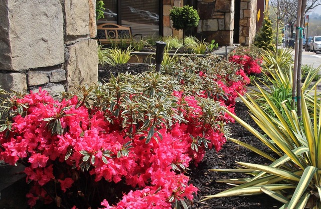 Best Western Queens Gold Coast