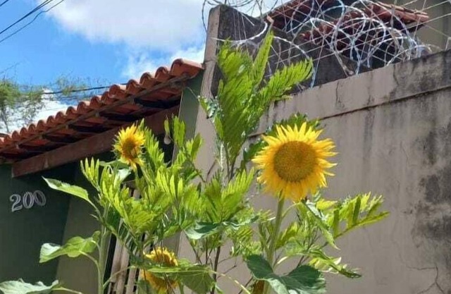 Brasileirinho Pousada e Refeições