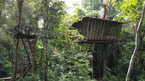Cabaña en el arbol del Tacana