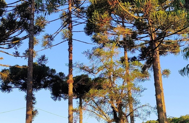 Cabanas Loft Paraíso