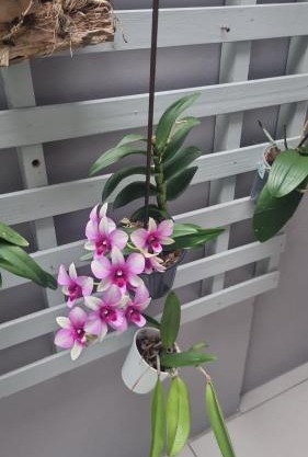 Cantinho das Orquídeas!
