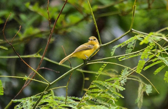 Casa Colibri - Praias e Cachoeiras
