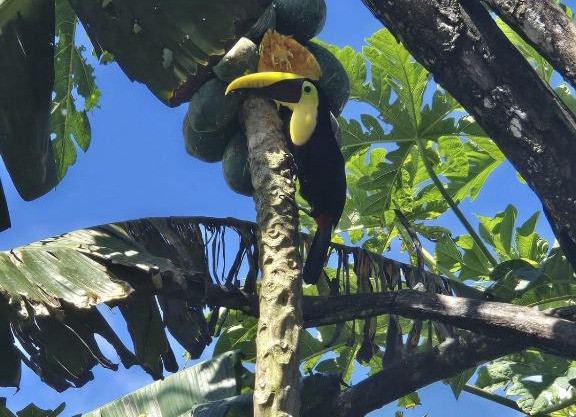 Casa Tucan 2bdr beach house AC BBQ Playa Blanca
