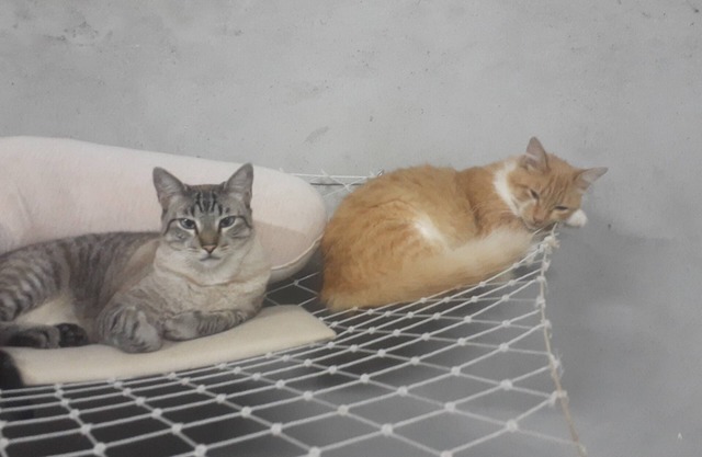 Cat boarding 🐱 🐱 🐱 are you going to travel, leave your little friend here and have fun