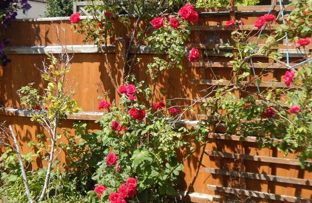 Cherry Palace 3 BD Parking Spaces groups