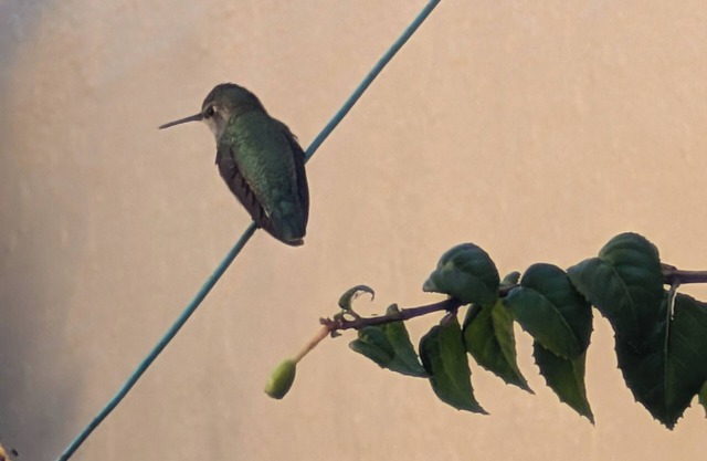 Cozy Queen Courtyard Retreat – Your Tranquil Escape in San Francisco!