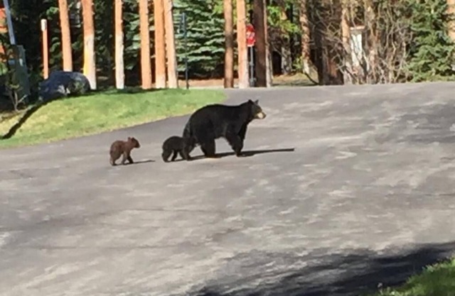 DAILY WILDLIFE - MOOSE, BEAR, DEER, RACCOON, PORCUPINE - 3BR/3BA SKI IN/SKI OUT