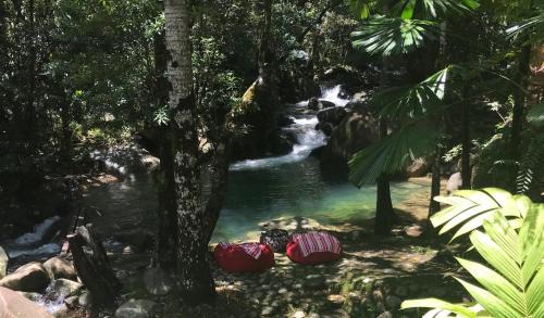 Daintree Secrets Rainforest Sanctuary