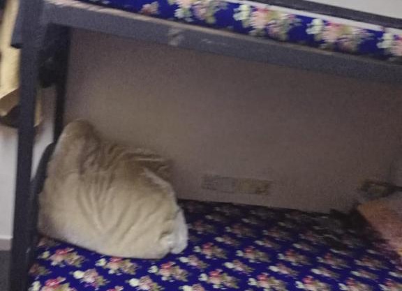 dormitory bed space for male and female