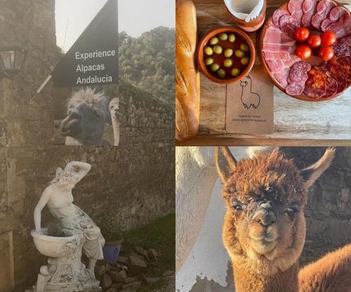 Experience Alpacas in Andalucia