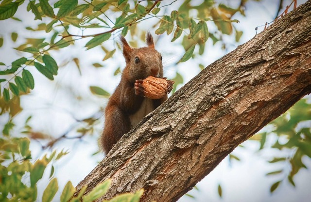 Ferienhaus am Walnussbaum