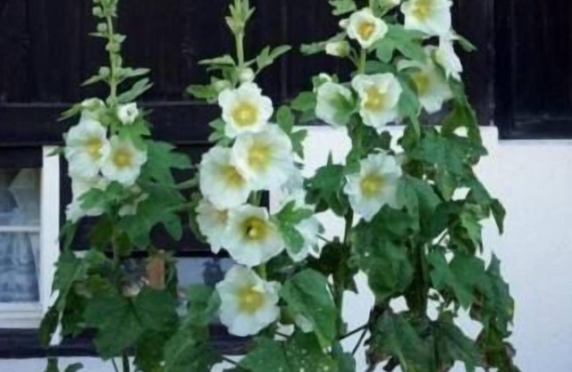 Ferienhaus für 4 Gäste mit 100m² in Wolfhalden