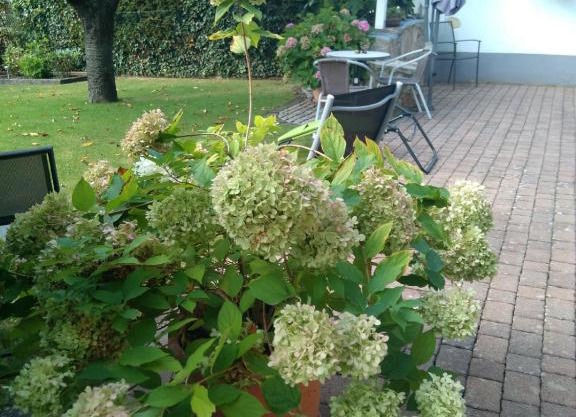 Ferienwohnung Kirschblüte