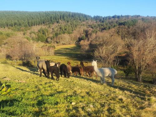 Gîte de France Des alpagas 2 épis - Gîte de France 6 personnes MAE-9784